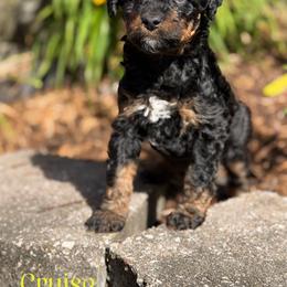 Cruise - Sable female Aussiedoodle puppy in Henry, Illinois from Rowe Farms Doodles