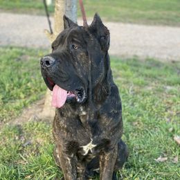 Sampson - Cane Corso