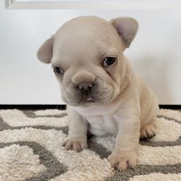 French Bulldog Puppies from Blue Lotus Frenchies