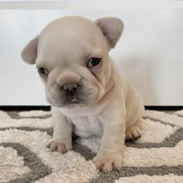 French Bulldog Puppies from Blue Lotus Frenchies