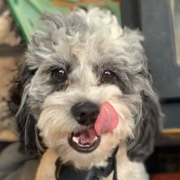 Posey - Cockapoo