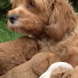 Cavapoos from Puppy Holiday Haven