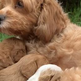 Cavapoos from Puppy Holiday Haven
