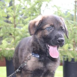Leo - Sable male German Shepherd puppy in Oakland, Oregon from VHM German Shepherds