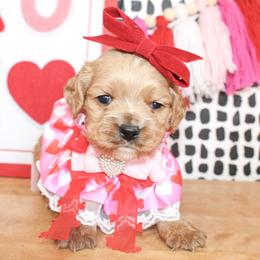 Remy - Red female Cockapoo puppy in Rattan, Oklahoma from Double M Cocker Spaniels