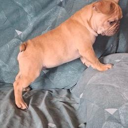 Hunter - Fawn male French Bulldog puppy in Cañon City, Colorado from Terri Geiser-Gilchrist
