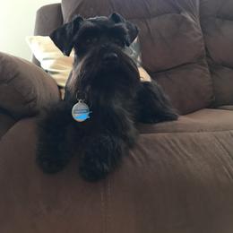 Watson - Miniature Schnauzer
