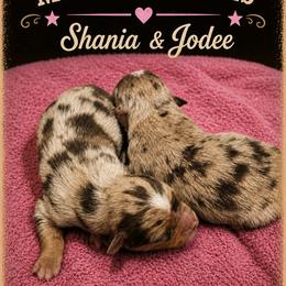 Shania - Red Merle - Red merle female Australian Shepherd puppy in Hugo, Colorado from Frying Pan Ranch Australian Shepherds