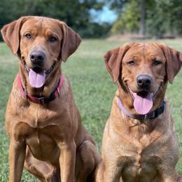 Labrador Retrievers from Big Water Dreams Retrievers