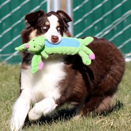 Gaia - Australian Shepherd