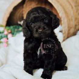 White girl - Brown and tan female Cockapoo puppy in Missoula, Montana from Big Sky Cockapoos