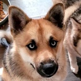 Gypsy - Pomsky