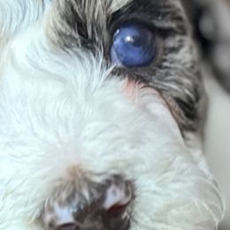 Maltese and Poodles from Denise’s Puppies