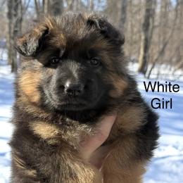 Athena (White Collar) - Black and red female German Shepherd puppy in Newtown, Connecticut from Von Tiffany Haus