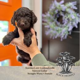 Black Trumpet - Salmon Collar - Chocolate female Goldendoodle puppy in Garland, Texas from Twilight Doodles