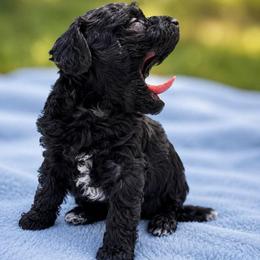 Cinderella - Black female Havapoo puppy in Aurora, Colorado from Miroslava's Puppies