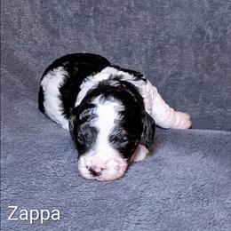 Zappa - Black and white male Cockapoo puppy in Sunset, Louisiana from Cano Cockapoos