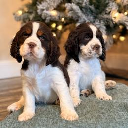 English Springer Spaniel Puppies from Willow Creek Farms