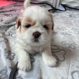 Calypso - male Shih Tzu puppy in Kettering, Ohio from The Ruff Life Tribe