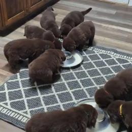 Female 2 - Brown female Newfoundland puppy in Burfordville, Missouri from Umfleet Farms