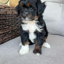 Tina - Tri-color female Bernedoodle puppy in Holtwood, Pennsylvania from Country Ridge Puppies
