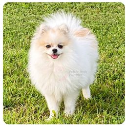 Roxy - Pomeranian