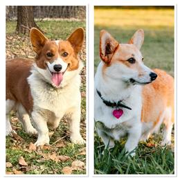 American Corgi puppies from Steele Family Farms