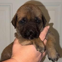 Neil Down - Fawn male Mastiff puppy in Carthage, Missouri from Mama’s Mastiffs