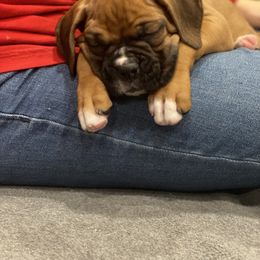 Boxer Puppies from Fineview Boxers
