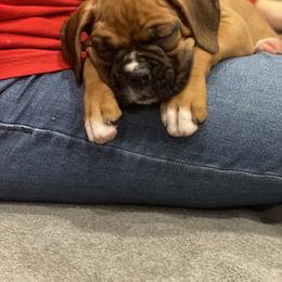 Boxer Puppies from Fineview Boxers