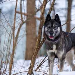 Moon  - Siberian Husky