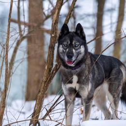 Moon  - Siberian Husky