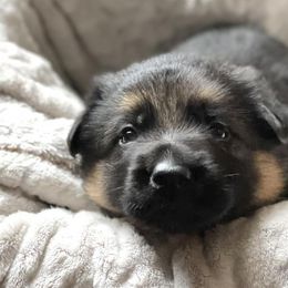 German Shepherds from Messer Family Farm