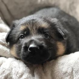 German Shepherds from Messer Family Farm