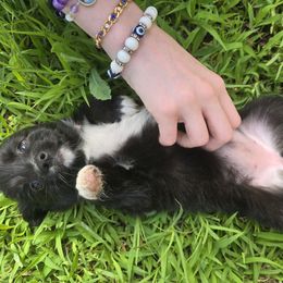 Raven - Black & white female Miniature Australian Shepherd puppy in Arlington, Texas from CopperHead Aussies