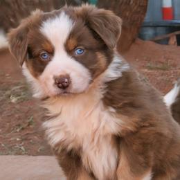 Sarah - Red tri-color female Australian Shepherd puppy in Tuscola, Texas from Rockin D Ranch