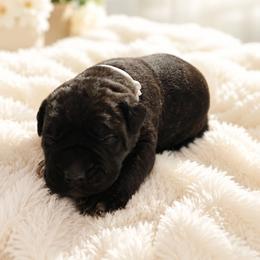 Dolce - Black brindle female Cane Corso puppy in El Paso, Texas from PaPaws Gotta Love It Kennels