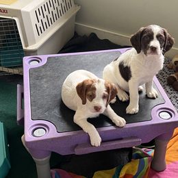 Brittany Puppies from Assets Brittany’s