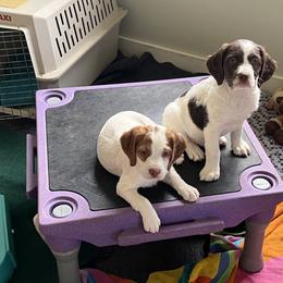 Brittany Puppies from Assets Brittany’s