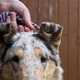Knox - Collie