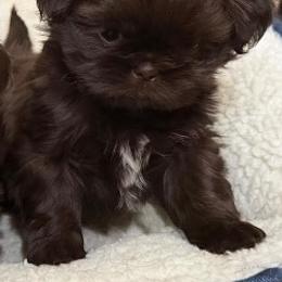 Boy 1 - Chocolate male Shih Tzu puppy in Ocala, Florida from Mimi's Shih-tzus of Ocala