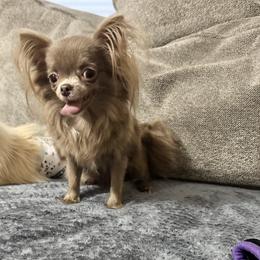 Sugar 2800 spayed - Chocolate blue female Chihuahua puppy in Williamsburg, Virginia from PAWSitive Cheeky Chihuahuas