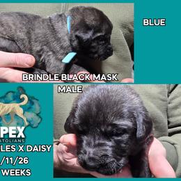 H.D Blue Boy - Brindle male Anatolian Shepherd Dog puppy in Frenchtown, Montana from Apex Anatolians