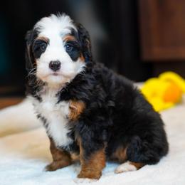 Spanky - Tri-color male Bernedoodle puppy in Dundee, Ohio from Down Home Doodle