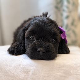 Cavapoo and Cockapoo Puppies from The Barkery