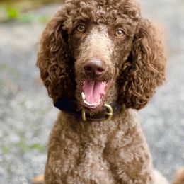 Reba - Poodle