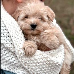 Phoebe - Cream female Aussiedoodle puppy in Orleans, Indiana from Mae Blossom Puppies