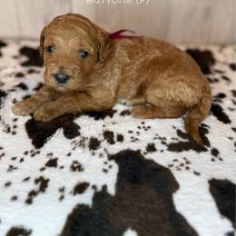 Buttons - Apricot female Goldendoodle puppy in Houston, Texas from Golden Life Doodles
