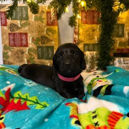 Mary - Black female Dachshund puppy in Troup, Texas from Darling Doxies