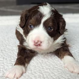 Purple - Tri-color female Bernedoodle puppy in Connecticut from Valley View Doodles